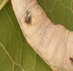 Silk worm Pest Management